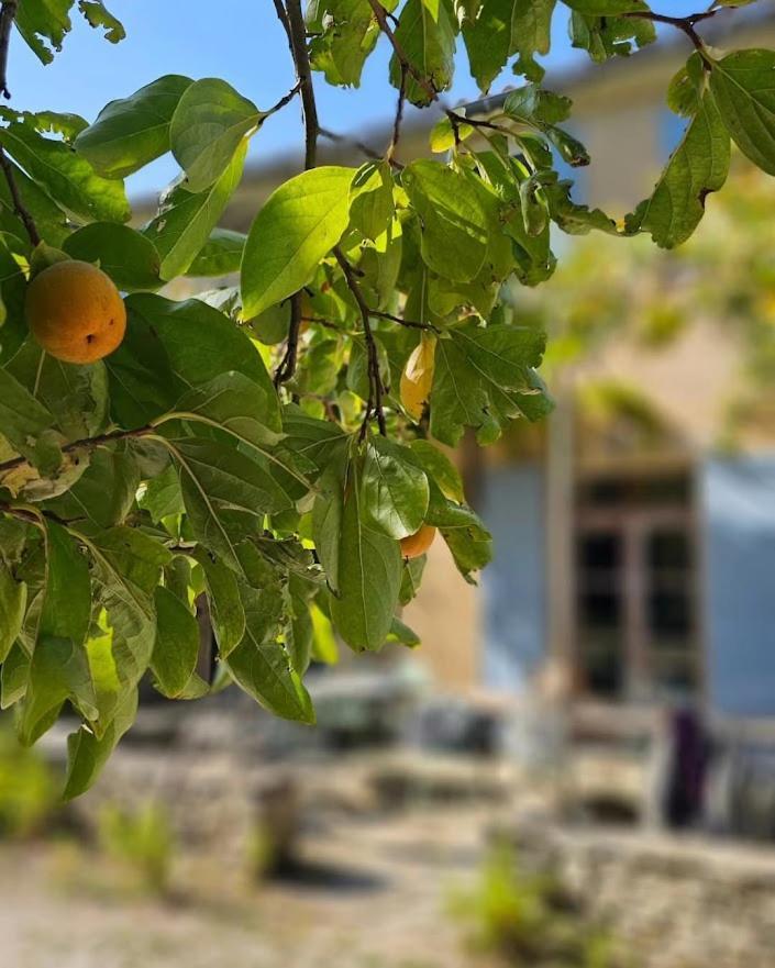 Mas La Vitalis Chambres D'Hotes LʼIsle-sur-la-Sorgue Exteriör bild
